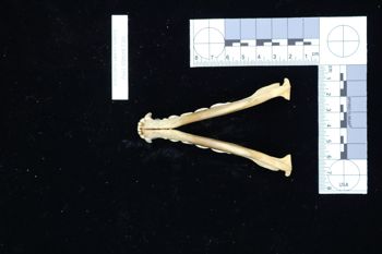 Media type: image;   Mammalogy BANGS-1992 Description: Image of skeleton specimen - ventral view. ventral view of mandible.;